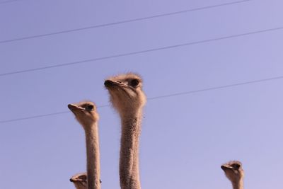 Low angle view of ostrich against clear sky