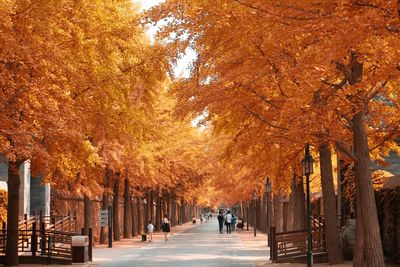 People walking on footpath amidst autumn trees at park