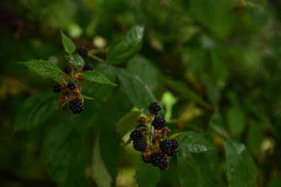 Close-up of blackberries growing on tree