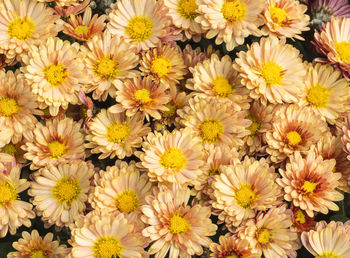 Full frame shot of yellow flowering plants