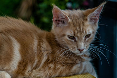 Close-up of a cat looking away