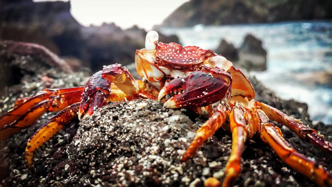 rock - object, close-up, focus on foreground, nature, animal themes, sea, outdoors, beauty in nature, selective focus, beach, water, sea life, animals in the wild, no people, orange color, day, sunlight, crab, rock formation, stone - object