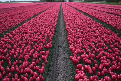 Scenic view of pink tulip field