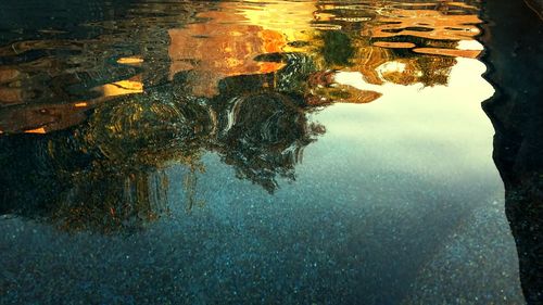 Reflection of trees in pond