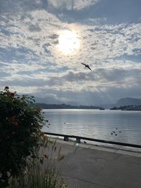 Bird flying over lake against sky