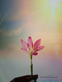 Close-up of pink flower against sky