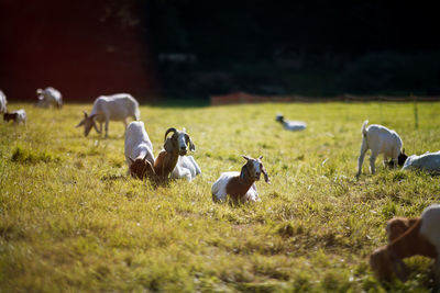 Horses in a field
