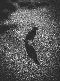 High angle view of bird on street