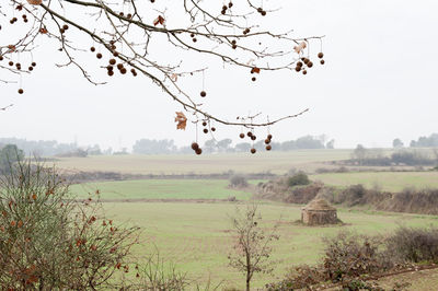 Scenic view of field against clear sky