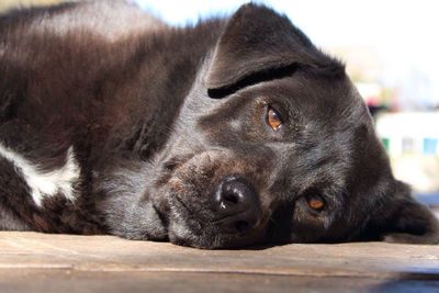 Portrait of black labrador relaxing on footpath