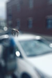 Bird flying over car