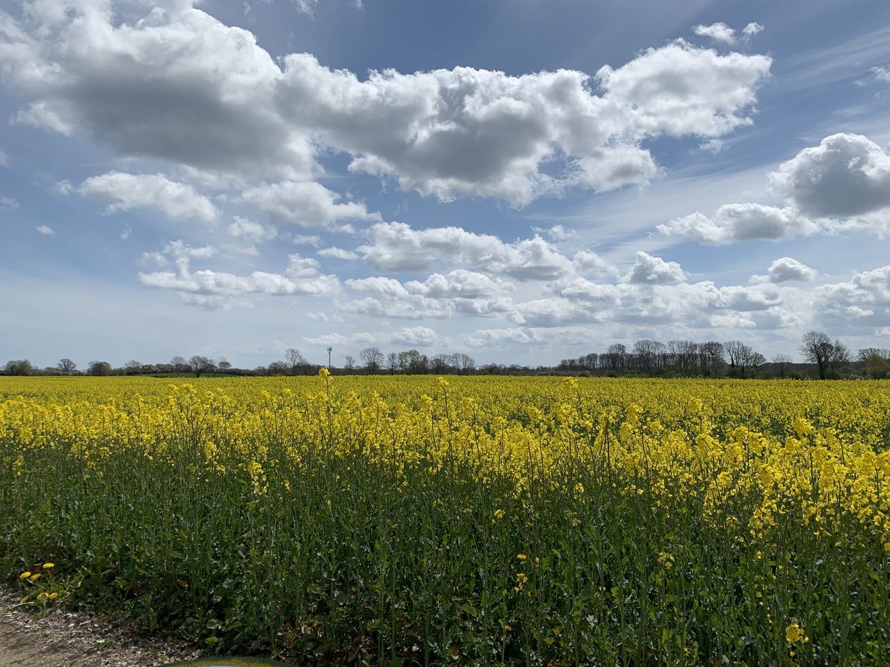 Rappsfel Field Land Agriculture Yellow Landscape Cloud - Sky Sky Beauty In Nature Tranquil Scene Growth Environment Scenics - Nature Rural Scene Tranquility Crop  Nature Day Plant Farm Flower First Eyeem Photo