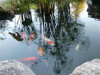 High angle view of koi carps swimming in pond