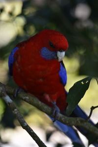 Close-up of parrot perching on branch