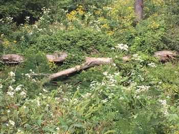 Flowers growing on tree