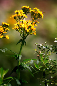 Close-up of yellow flower