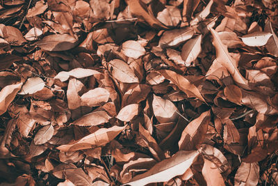 Full frame shot of dried autumn leaves on field