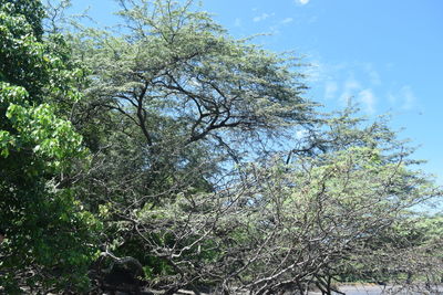 Low angle view of tree against sky