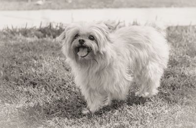 Dog on grass