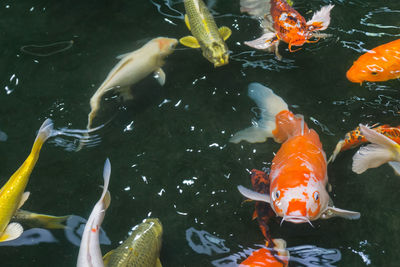 High angle view of koi carps swimming in water