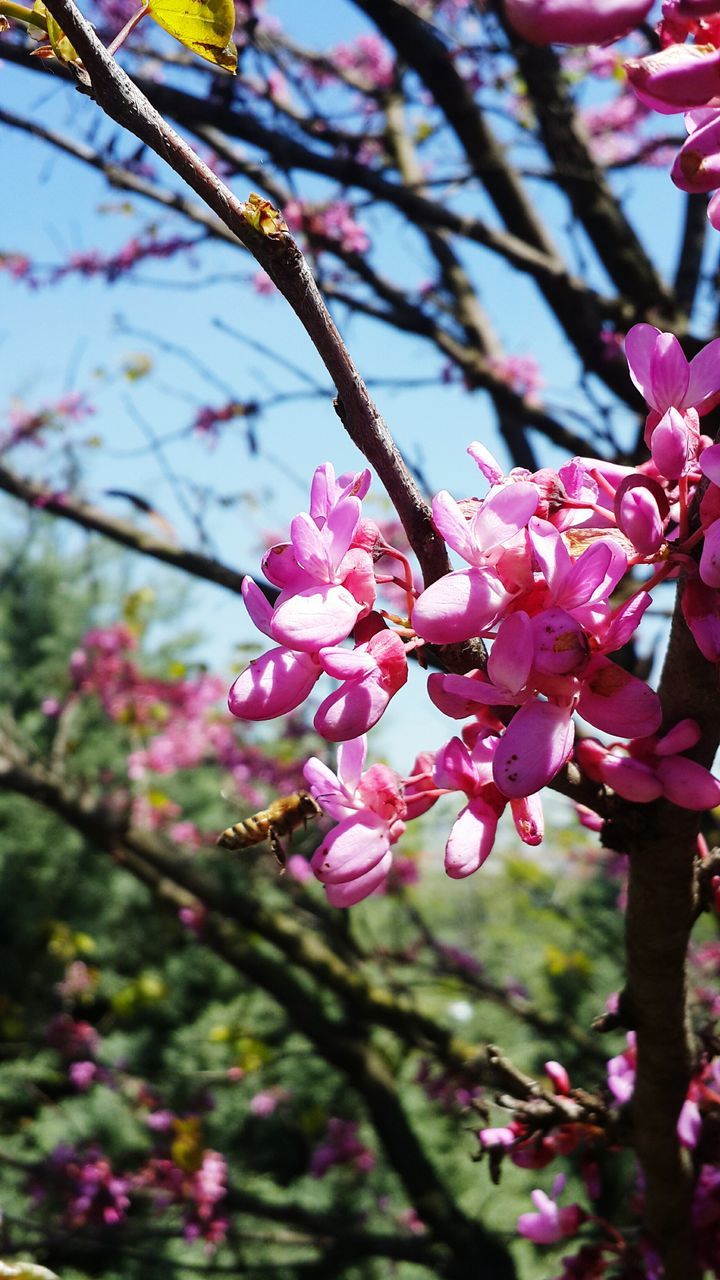 flower, growth, freshness, nature, pink color, beauty in nature, tree, fragility, springtime, close-up, blossom, no people, petal, branch, day, outdoors, flower head, plum blossom, sky