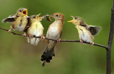 Close-up of birds