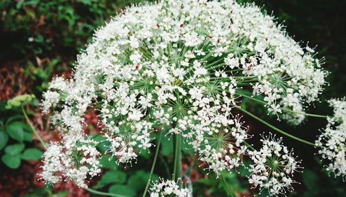 Close-up of white flowering plants