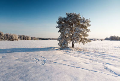 A pine tree grows in the middle of the fields. the landscape is covered in frost on the cold day.