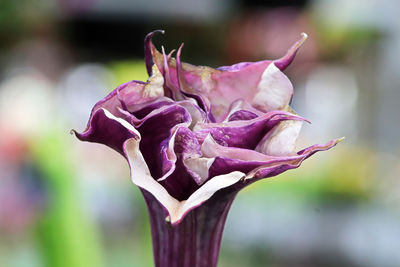 Close-up of wilted rose