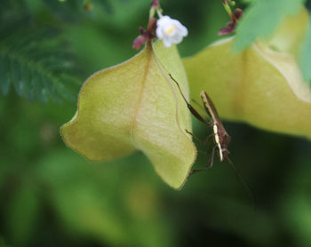 Close-up of insect on flower