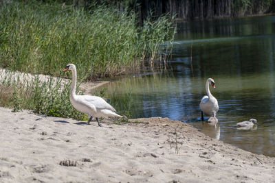 Swans at lakeshore