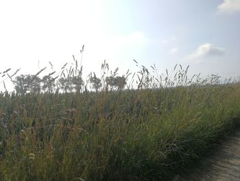 Plants growing on field against sky