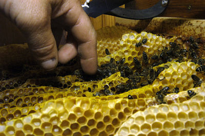 Bee keeper showing honey comb with honey bees in his garden