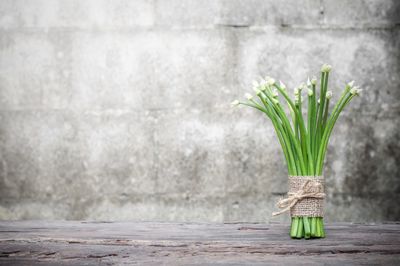 Potted plant on table against wall