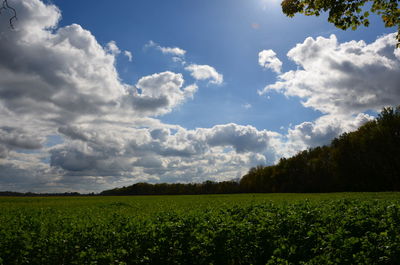 Scenic view of field against sky