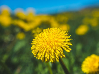 Close-up of yellow flower blooming in field