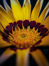 Close-up of yellow flower pollen