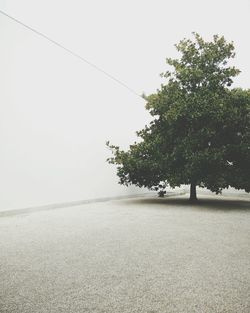 Trees on landscape against clear sky