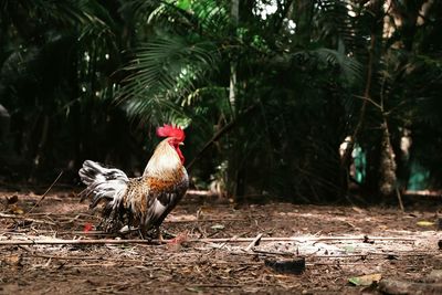 Side view of rooster on field