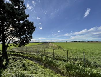 Scenic view of agricultural field against sky