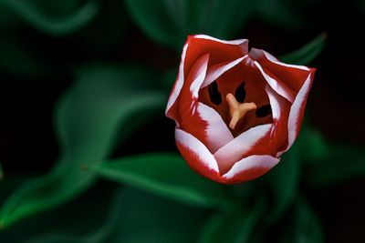 Close-up of red rose flower