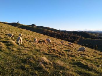 View of sheep grazing in field