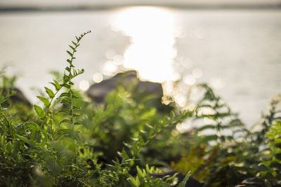 Close-up of plants growing on field