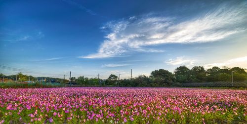 Cosmos under the blue