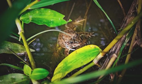 Close-up of frog on plant