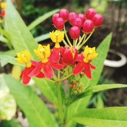 Close-up of red flowering plant