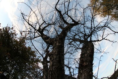 Low angle view of bare tree against sky