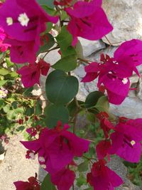 Close-up of pink flowers growing on plant