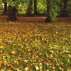 Trees in forest