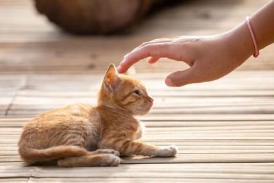 Full length of hand touching cat